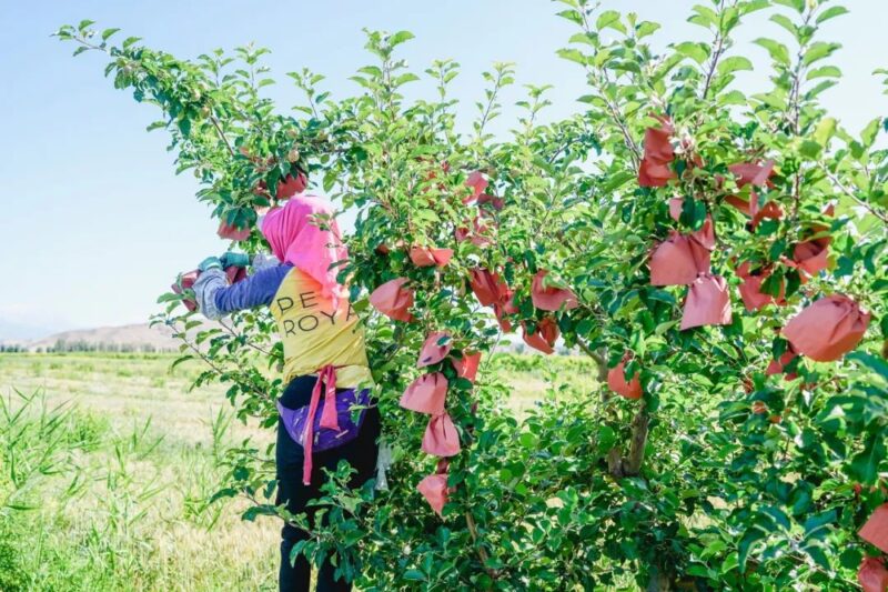 10万投资年赚30万，农村小型加工厂必备项目！-爱分享资源网