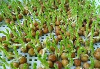 高效种植，年年收益，南北皆宜，快速赚钱！-爱分享资源网