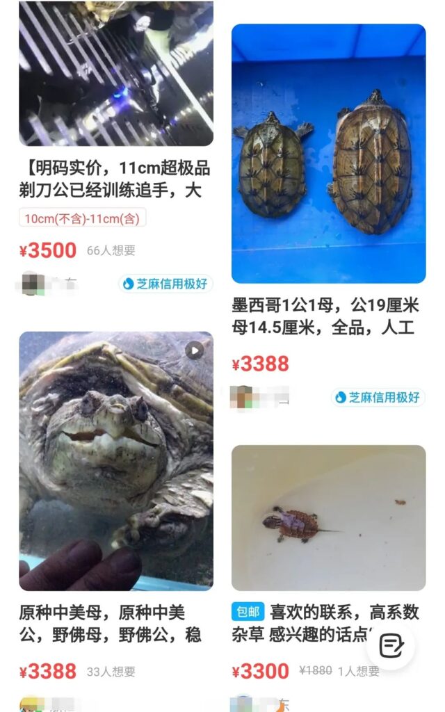 图片[2]-6000元买入，半年翻倍！这个小项目竟然如此神奇！