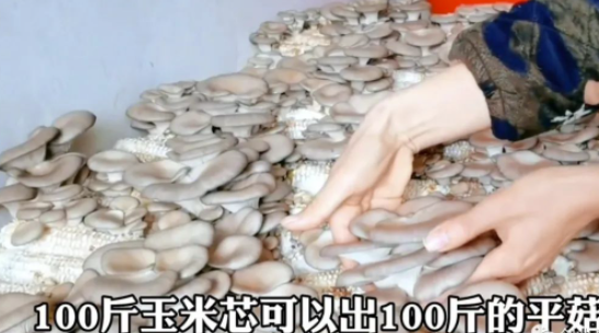 图片[1]-农村创业项目：夫妻2人年挣30万！种植秘籍揭秘