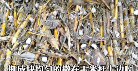 图片[4]-农村创业项目：夫妻2人年挣30万！种植秘籍揭秘