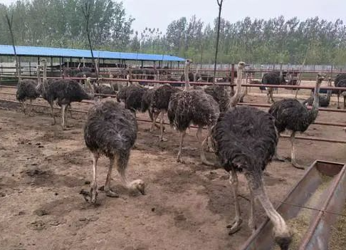 图片[3]-农村创业好项目_抓住鸵鸟养殖_一只利润3000左右！-爱分享资源网