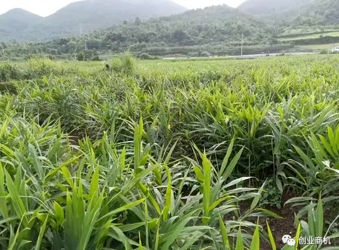 亩产31000斤，1斤卖9.5，种32亩地年入120万，利润高，谁种谁赚钱！-爱分享资源网
