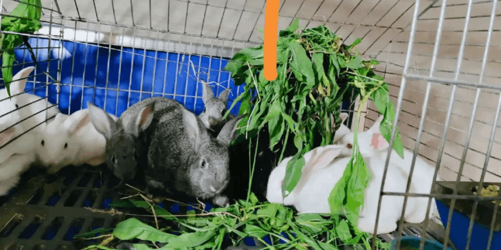 图片[6]-如何选择养殖项目才能最大化利润？