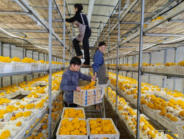 金耳菌多少钱一斤2024年价格：小蘑菇成农民致富“金疙瘩”-爱分享资源网
