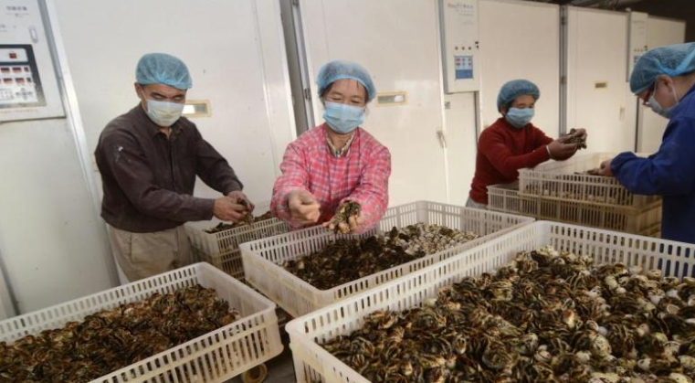 图片[1]-鹌鹑鸟市场价多少元一只？鹌鹑养殖前景如何？-爱分享资源网