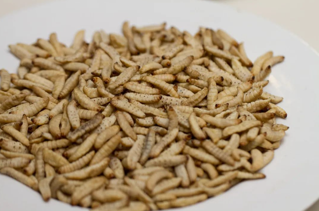 图片[1]-5000元成本，一年获利可超25万元！热门养殖项目，了解一下？