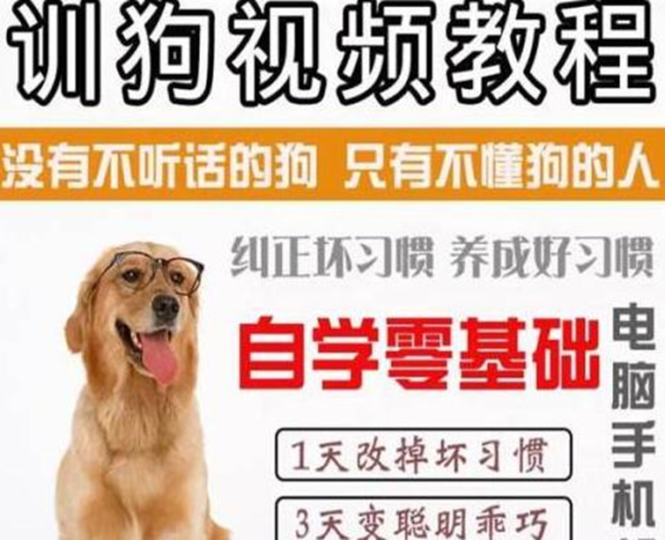 冷门蓝海暴利项目出售训狗视频及方法赚钱-爱分享资源网