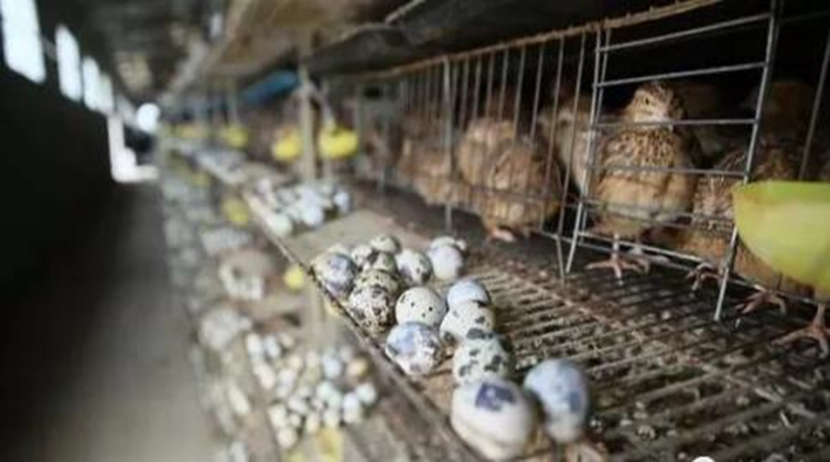 图片[1]-养殖项目成本低风险小，农村最不起眼的偏门行业